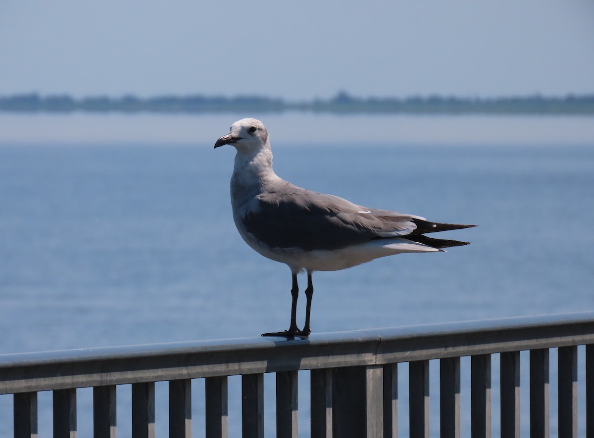 Laughing Gull - ML621211381