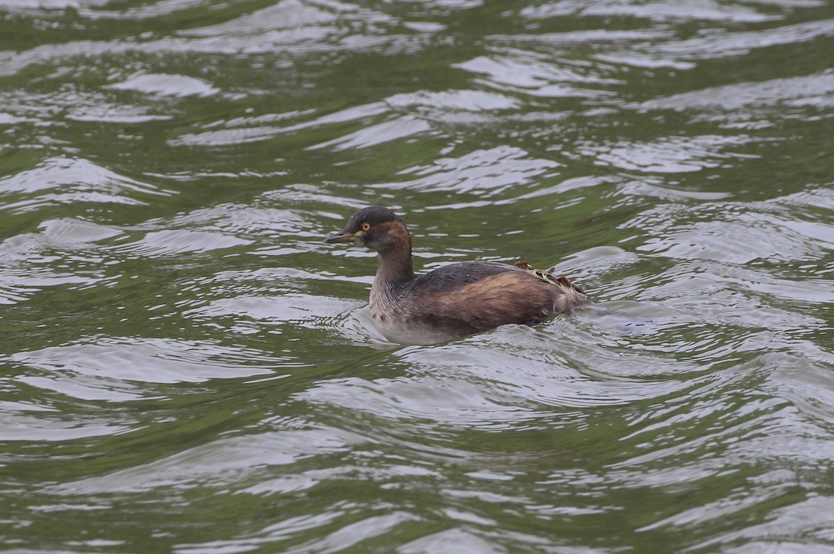 Australasian Grebe - ML621211397