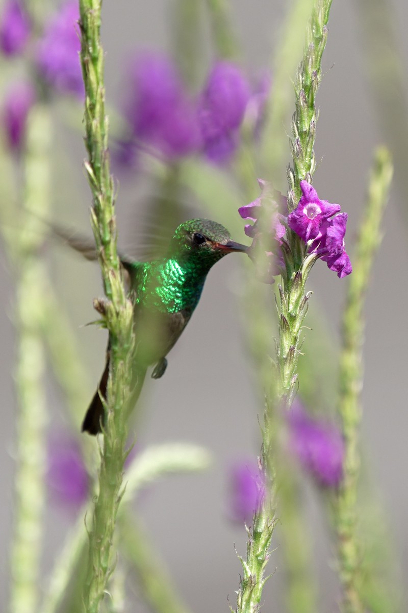 Rufous-tailed Hummingbird - ML621211430