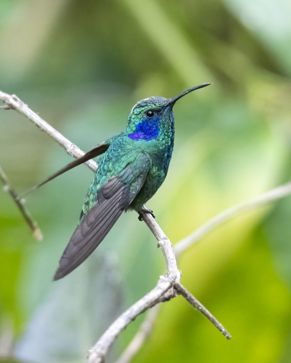 kolibřík modrouchý - ML621211432