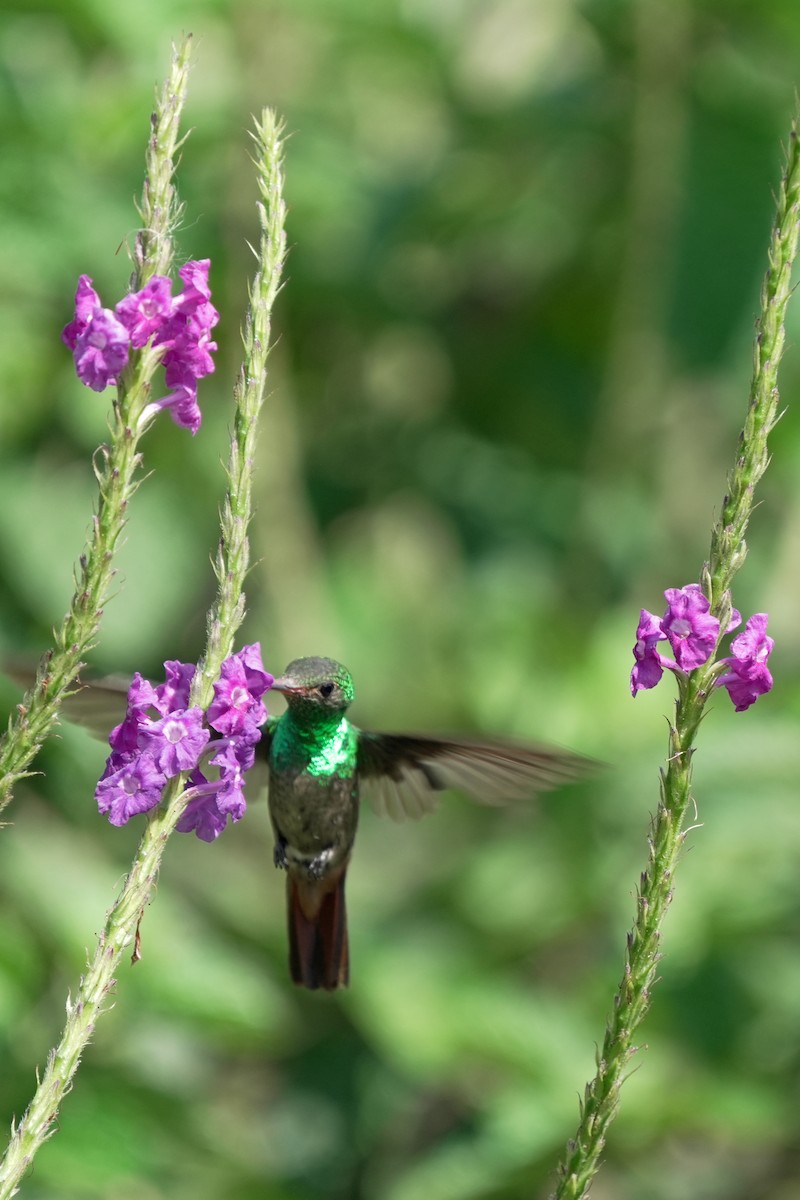 Rufous-tailed Hummingbird - ML621211437