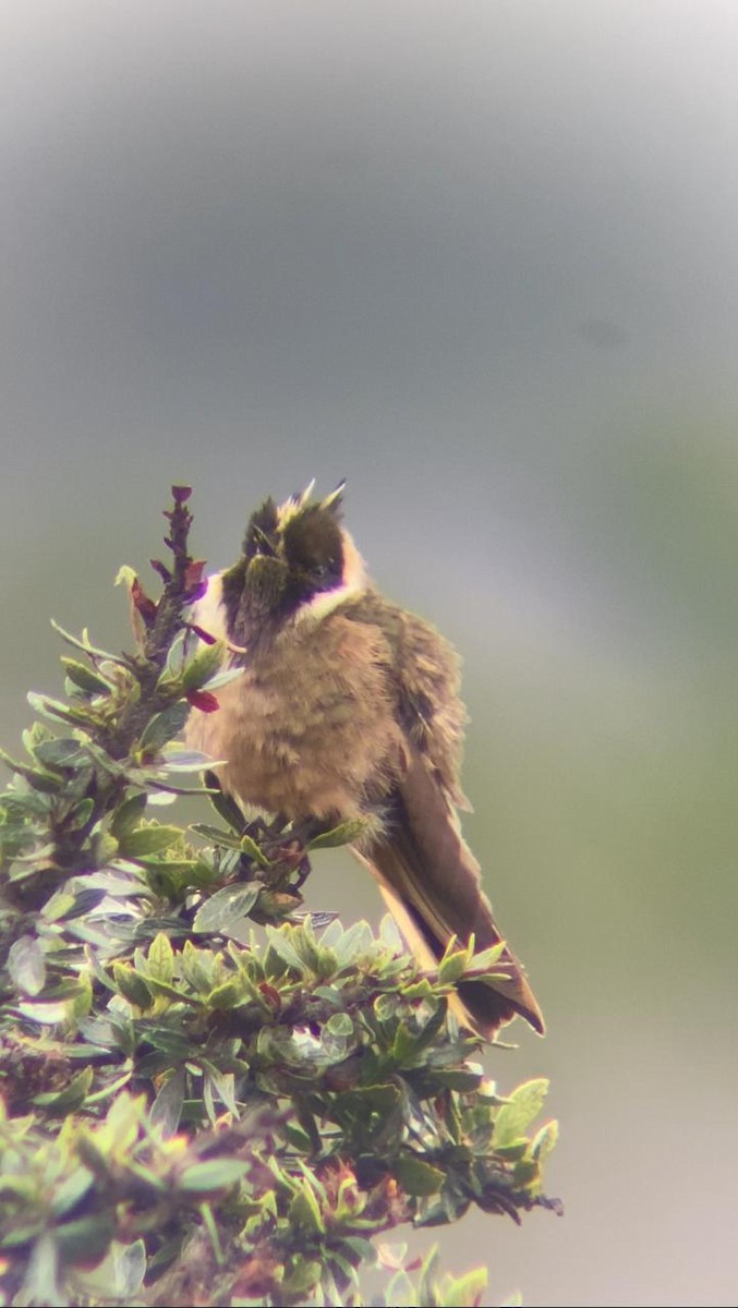 kolibřík tolimský - ML621211449