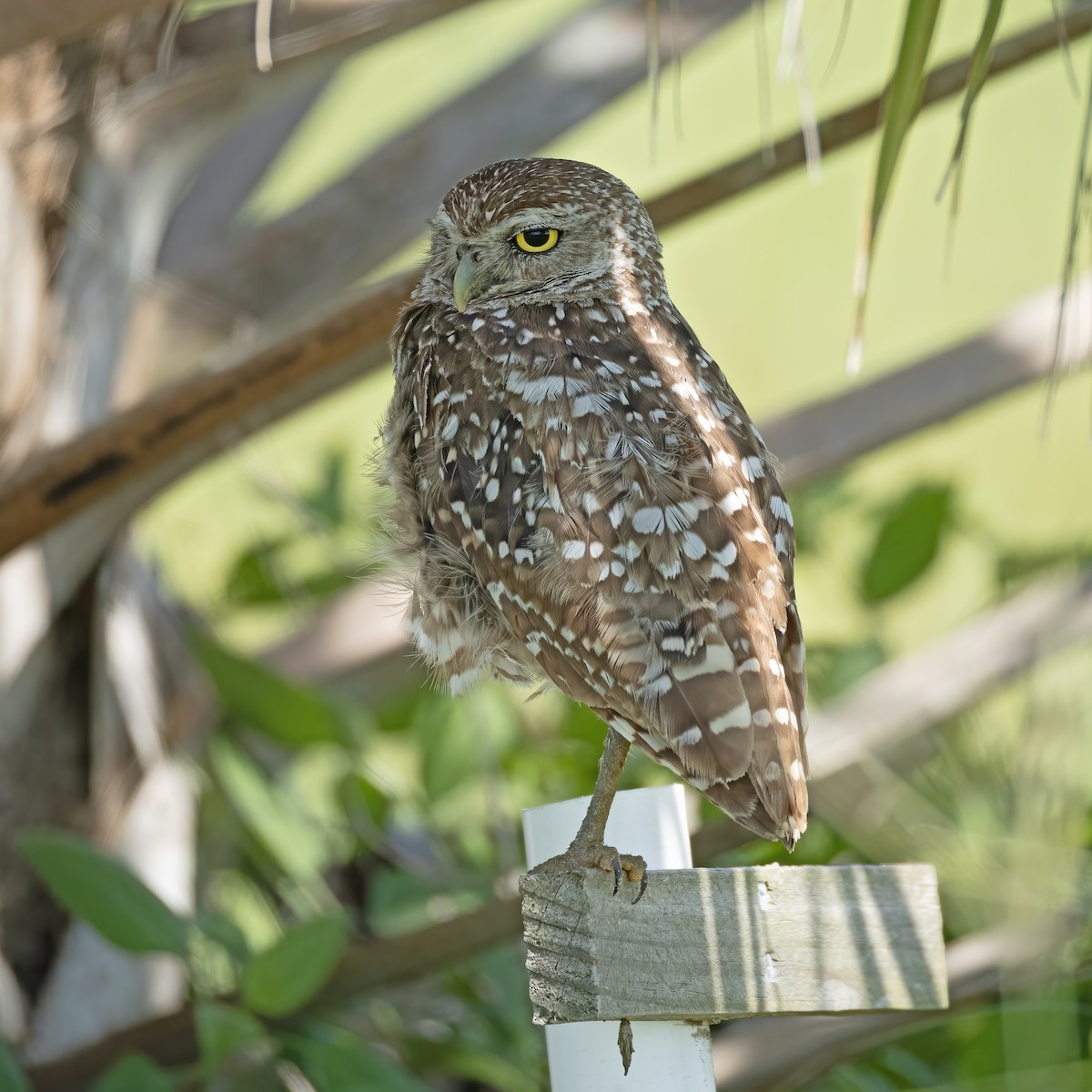 Burrowing Owl - ML621211455