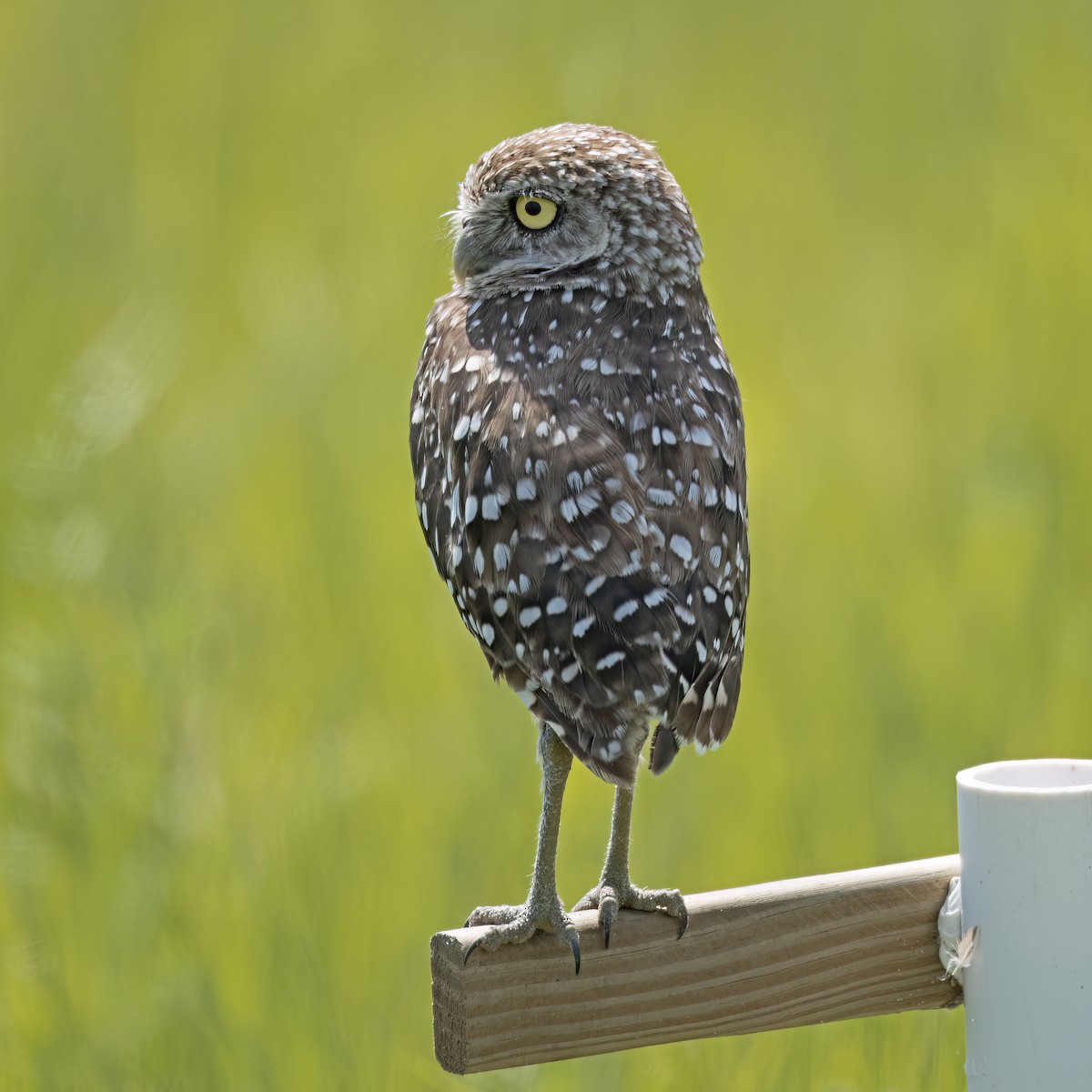 Burrowing Owl - ML621211456