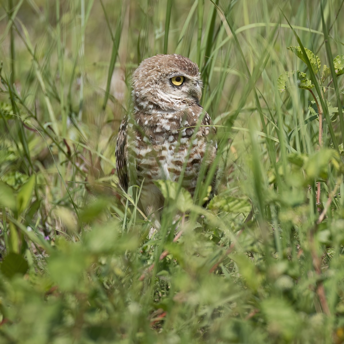 Burrowing Owl - ML621211458