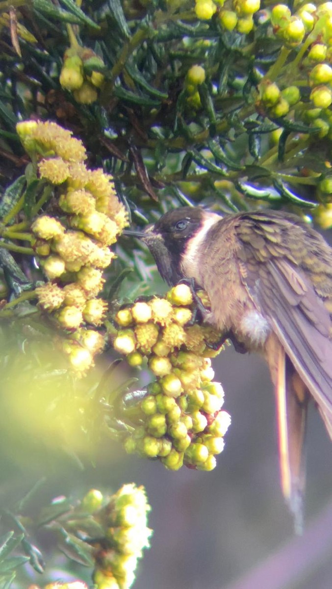 kolibřík tolimský - ML621211467