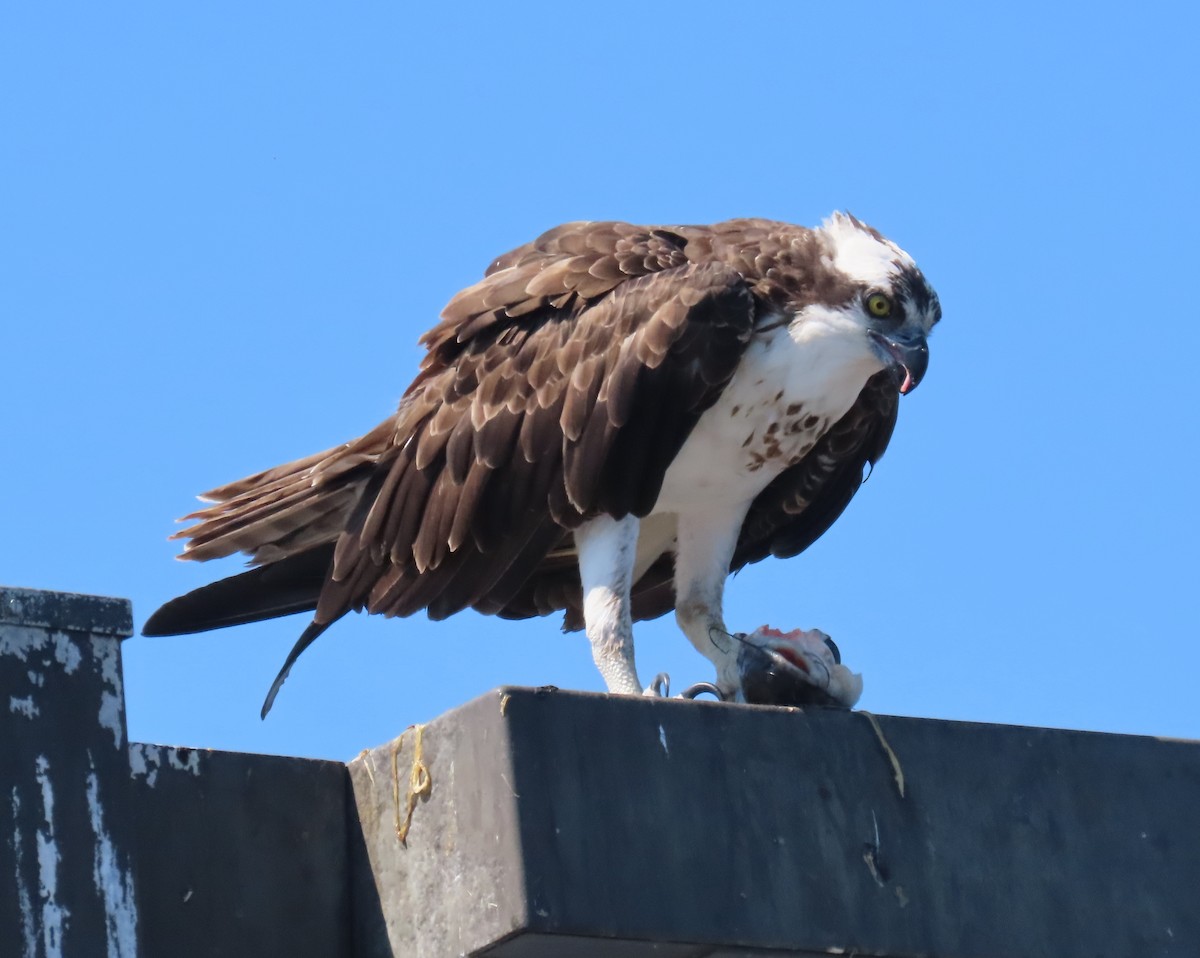 Osprey - ML621211477