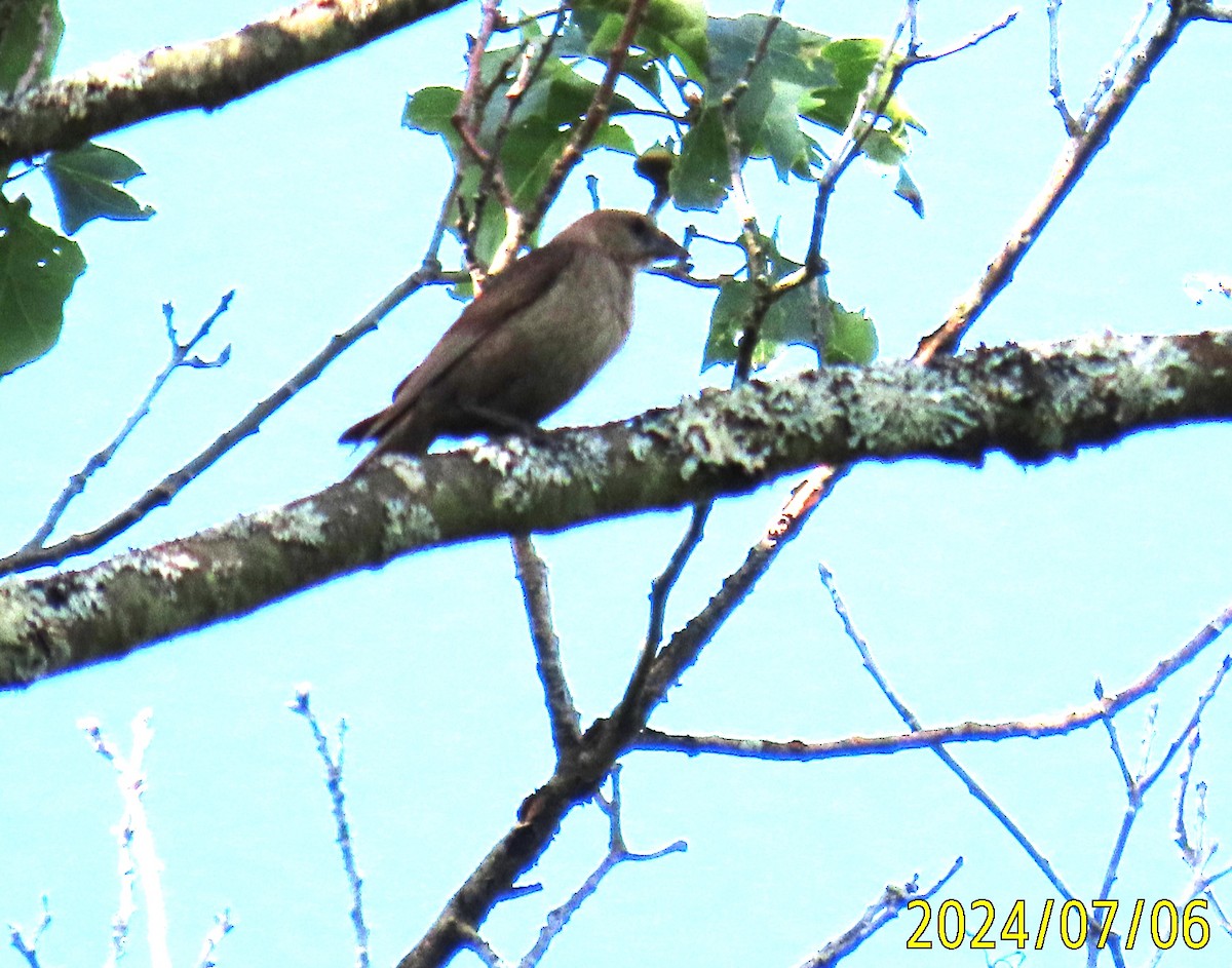 Brown-headed Cowbird - ML621211486