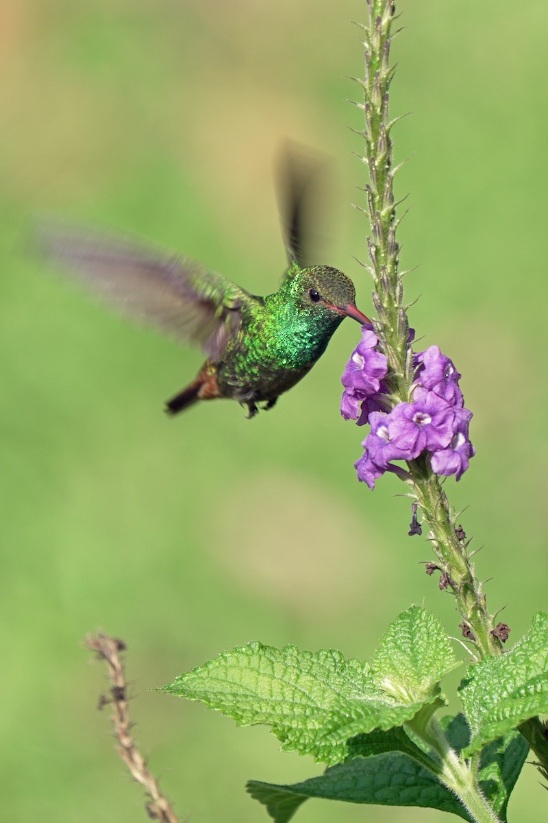 Rufous-tailed Hummingbird - ML621211499