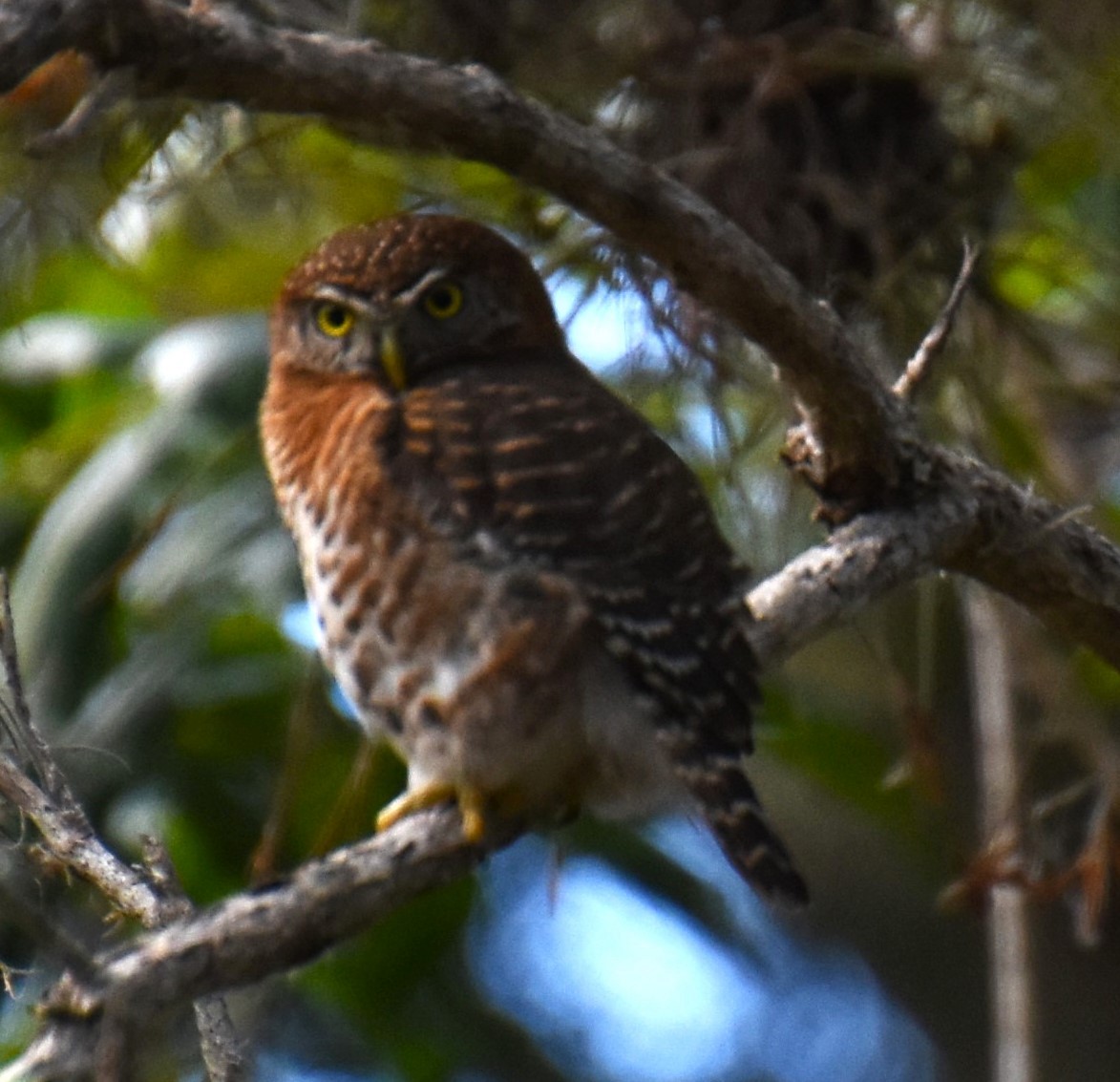 Cuban Pygmy-Owl - ML621211505