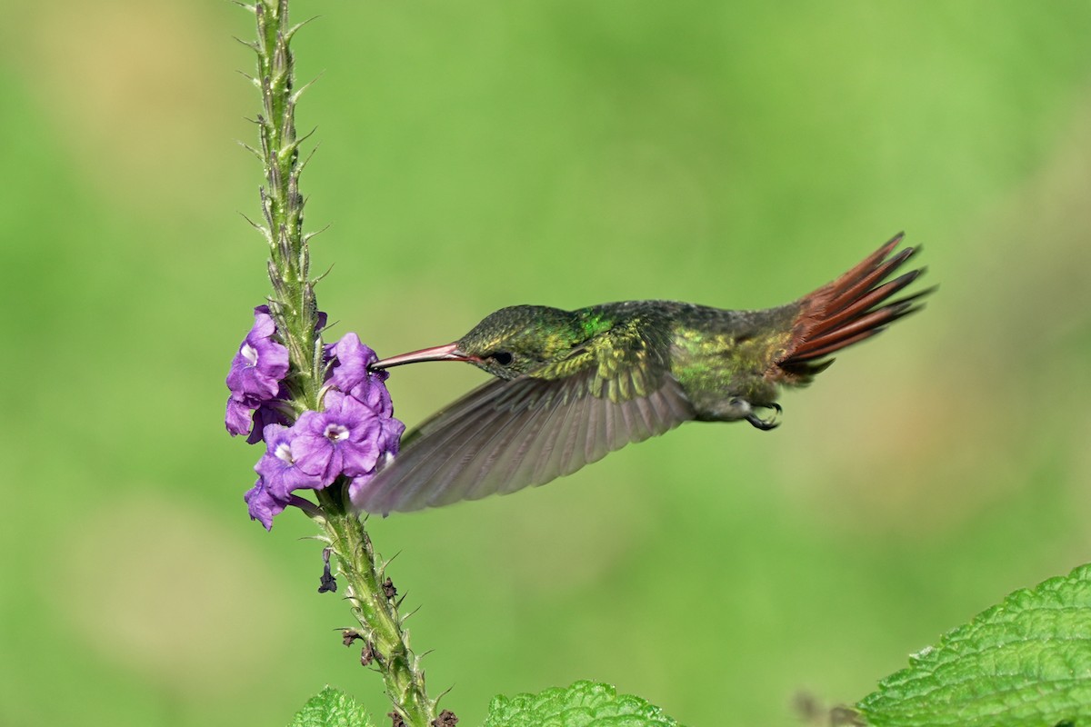 Rufous-tailed Hummingbird - ML621211514