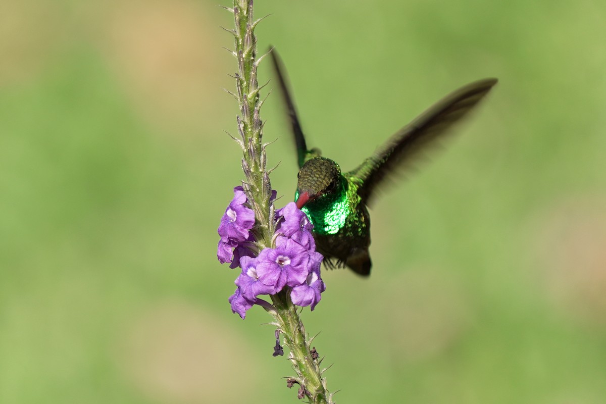 Rufous-tailed Hummingbird - ML621211515