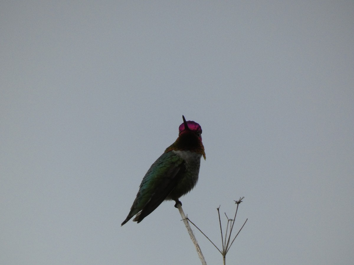 Anna's Hummingbird - ML621211570