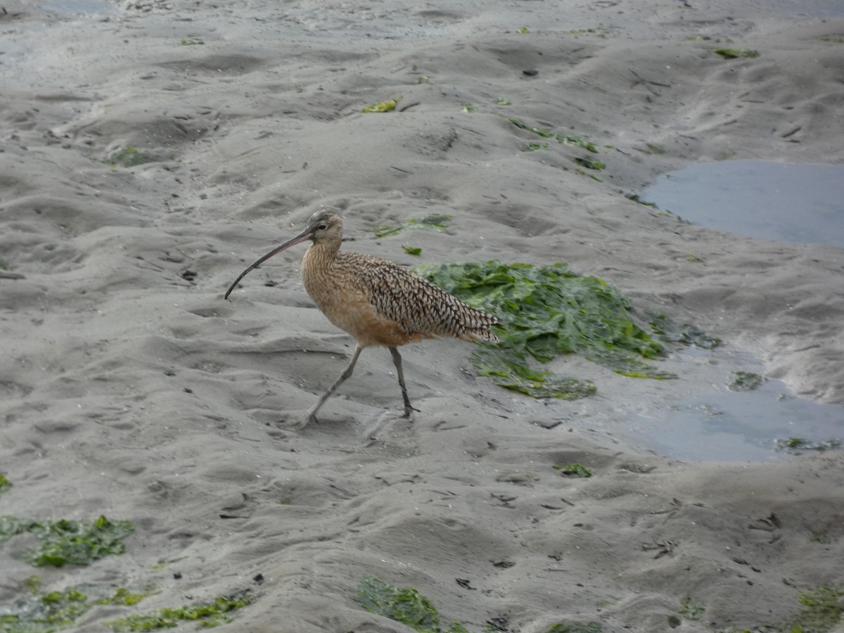 Long-billed Curlew - ML621211575