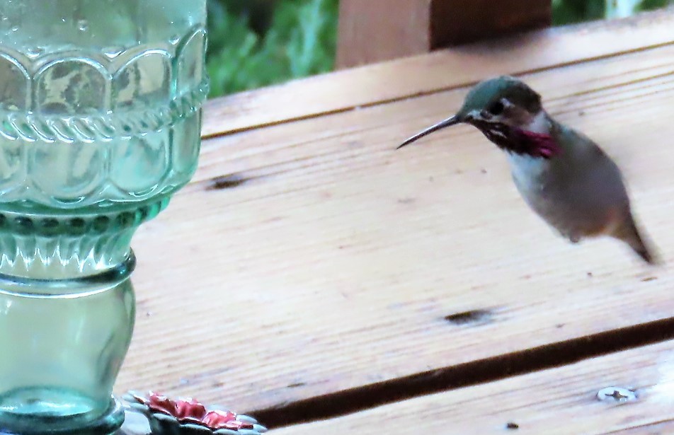 Calliope Hummingbird - ML621211578