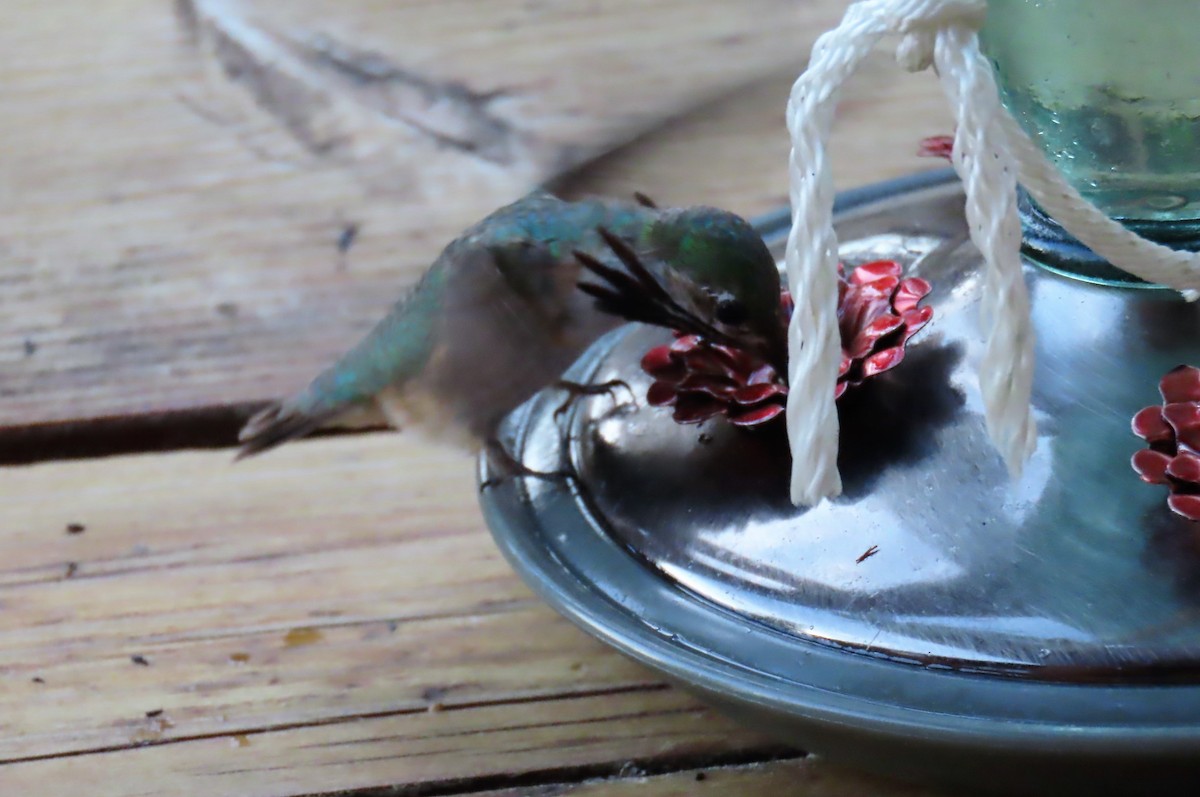 Calliope Hummingbird - ML621211579