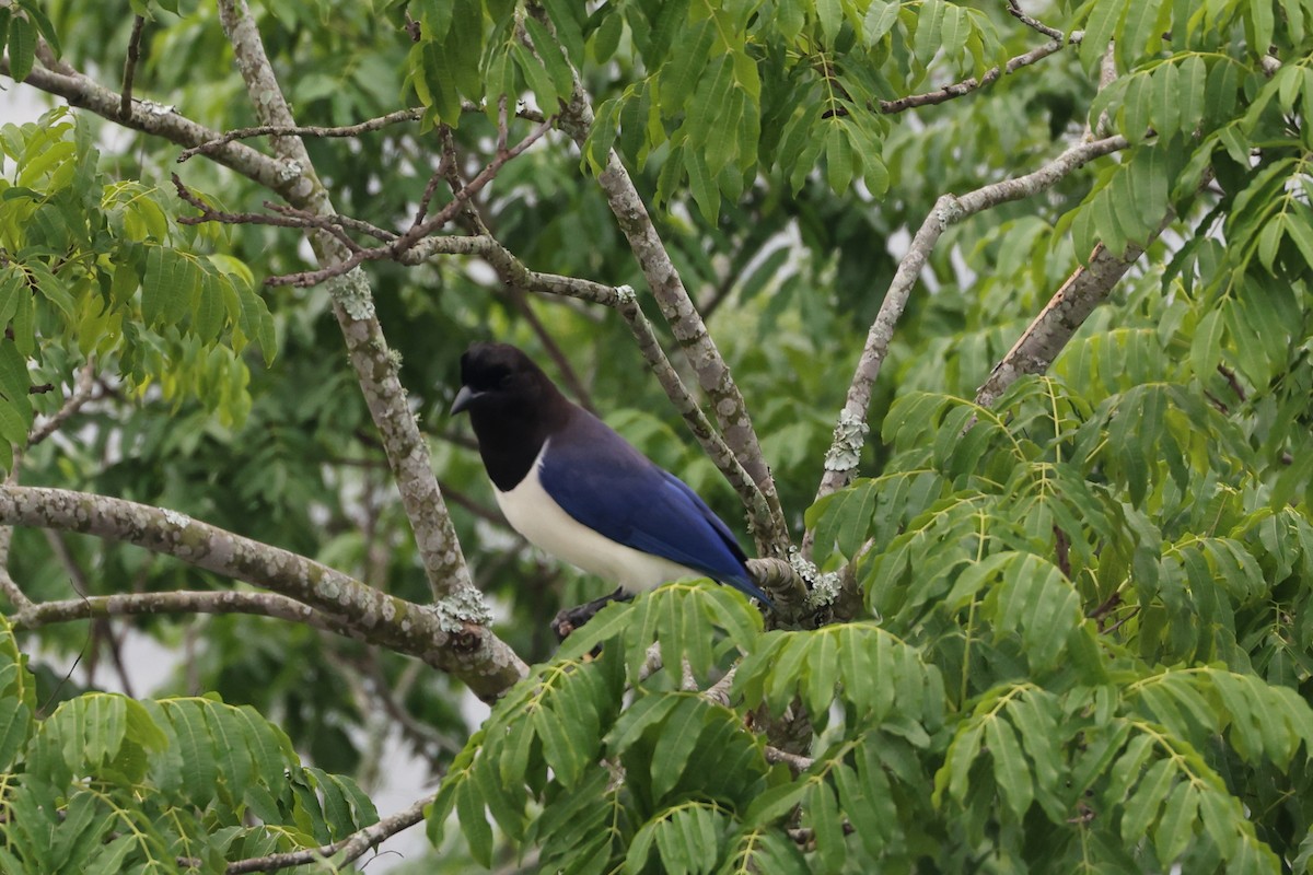 Curl-crested Jay - ML621211613