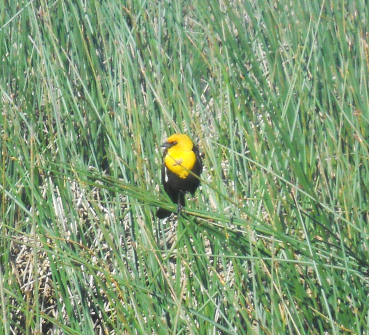 Yellow-headed Blackbird - ML621211618