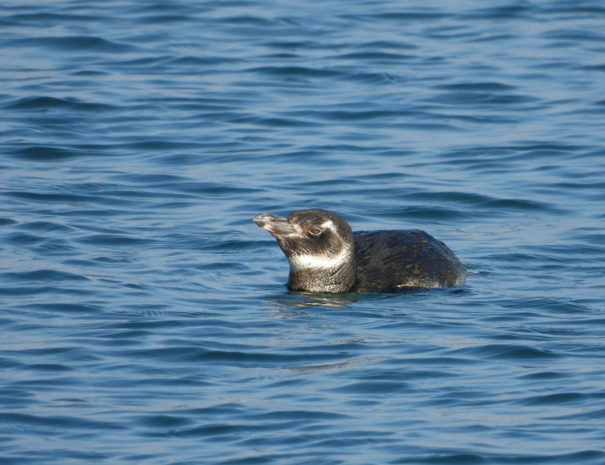 Magellanic Penguin - ML621211630