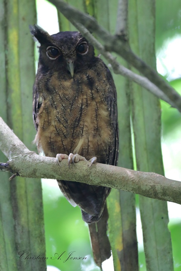 Tawny-bellied Screech-Owl - ML621211672