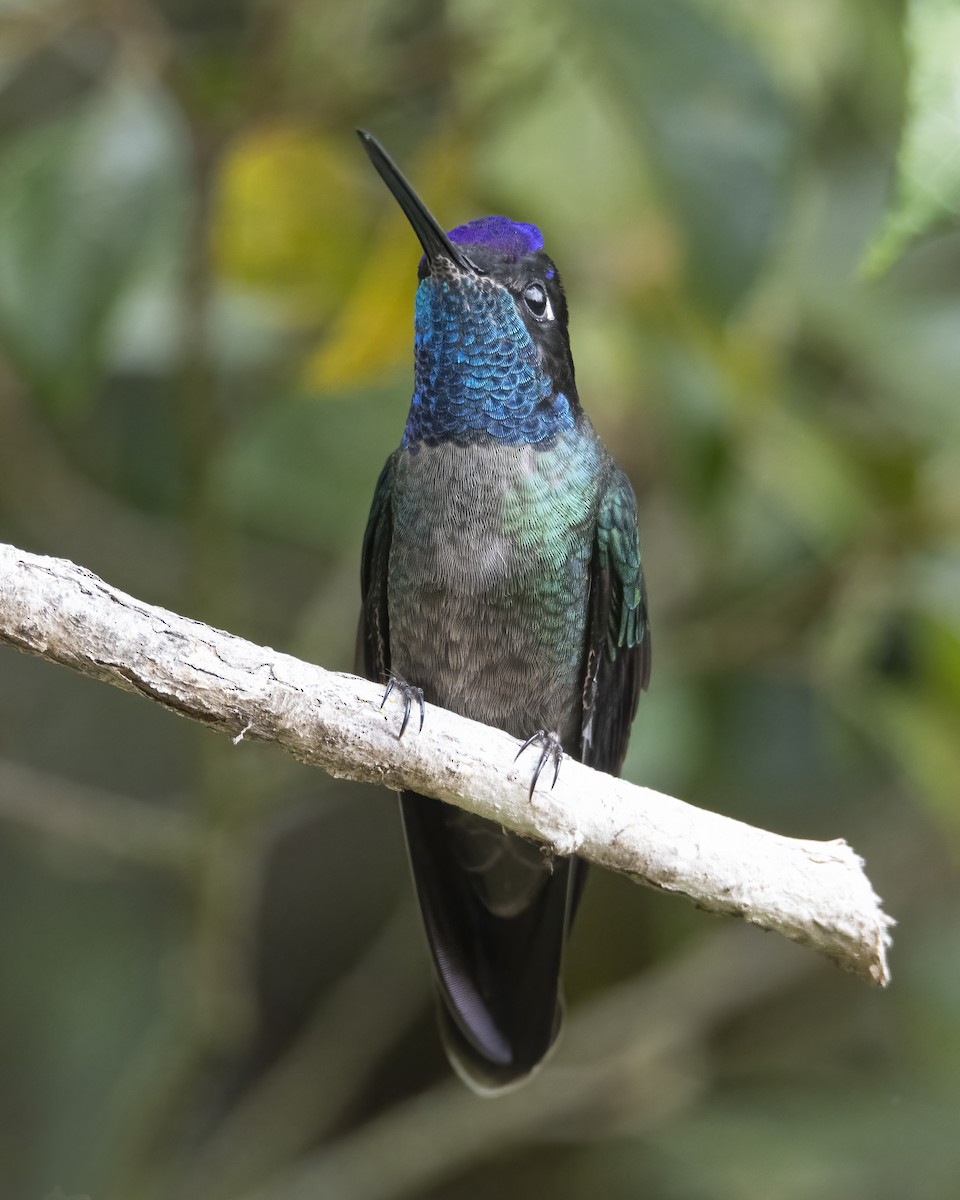 Talamanca Hummingbird - ML621211727