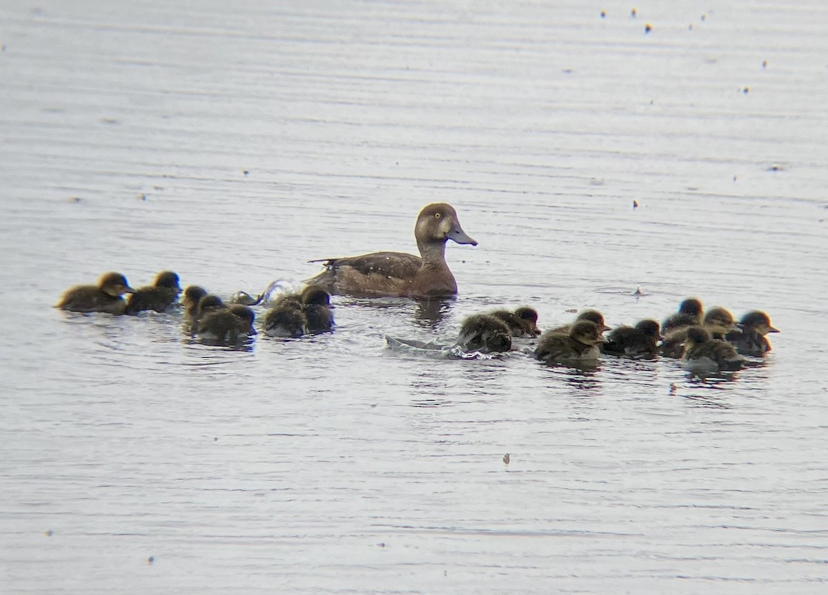 Greater Scaup - ML621211737