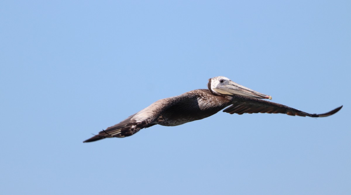 pelikán hnědý - ML621211771