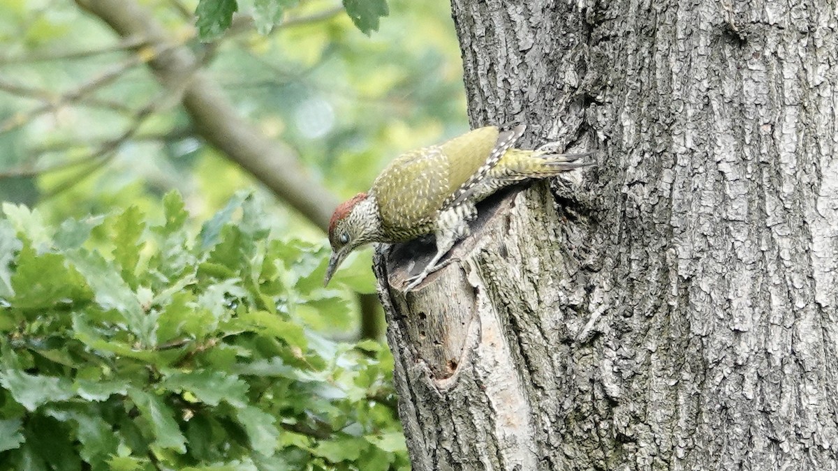 Eurasian Green Woodpecker - ML621211780