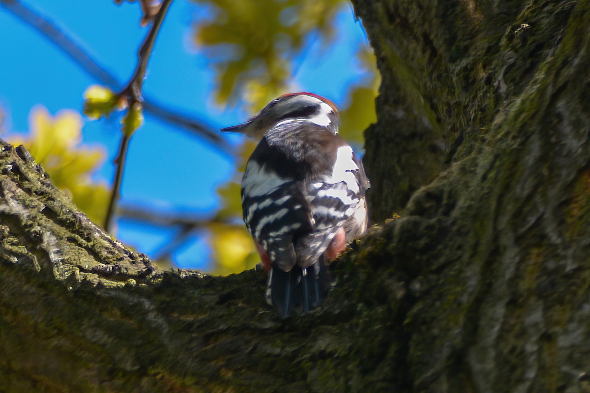 Middle Spotted Woodpecker - ML621211786
