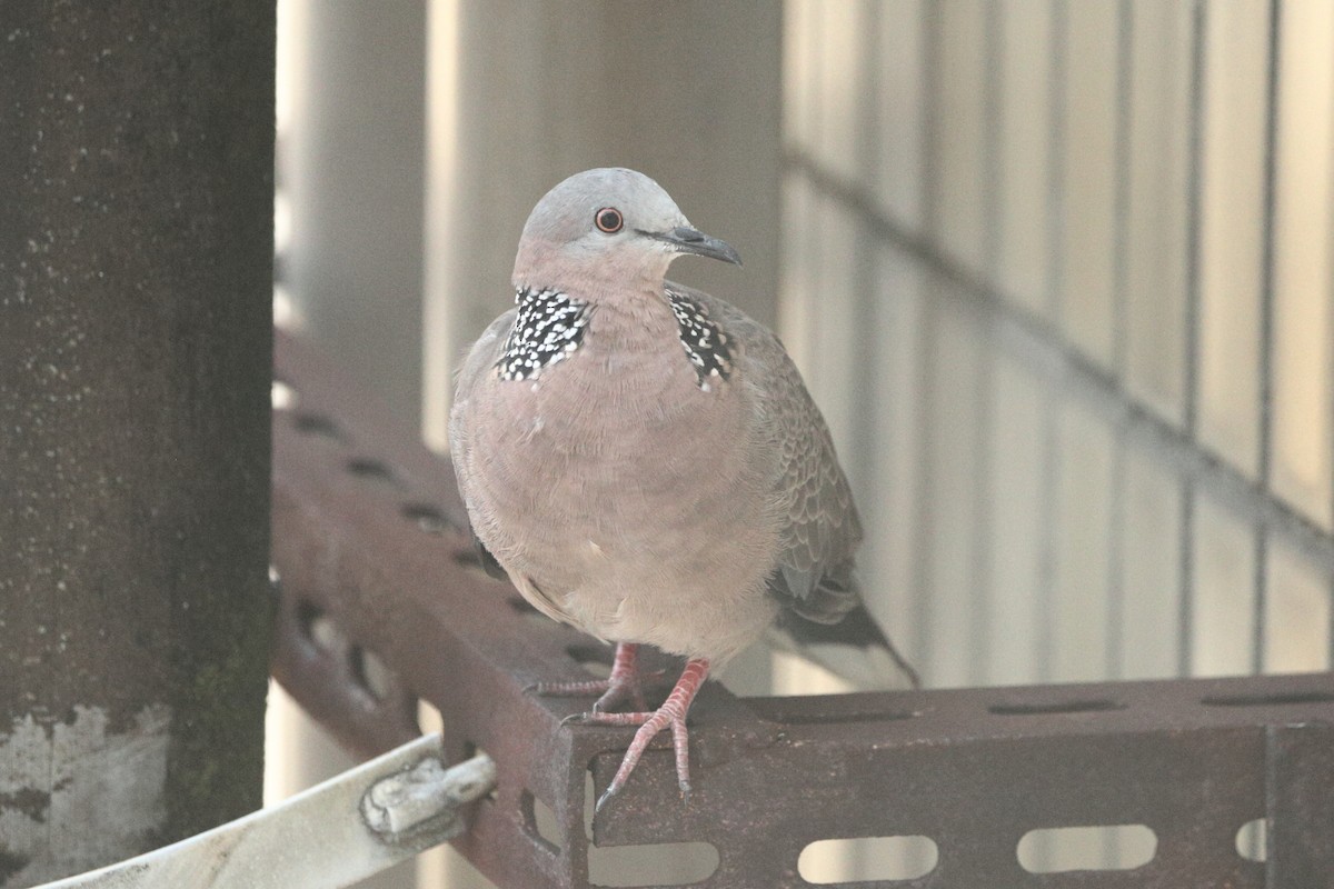 Spotted Dove - ML621211794