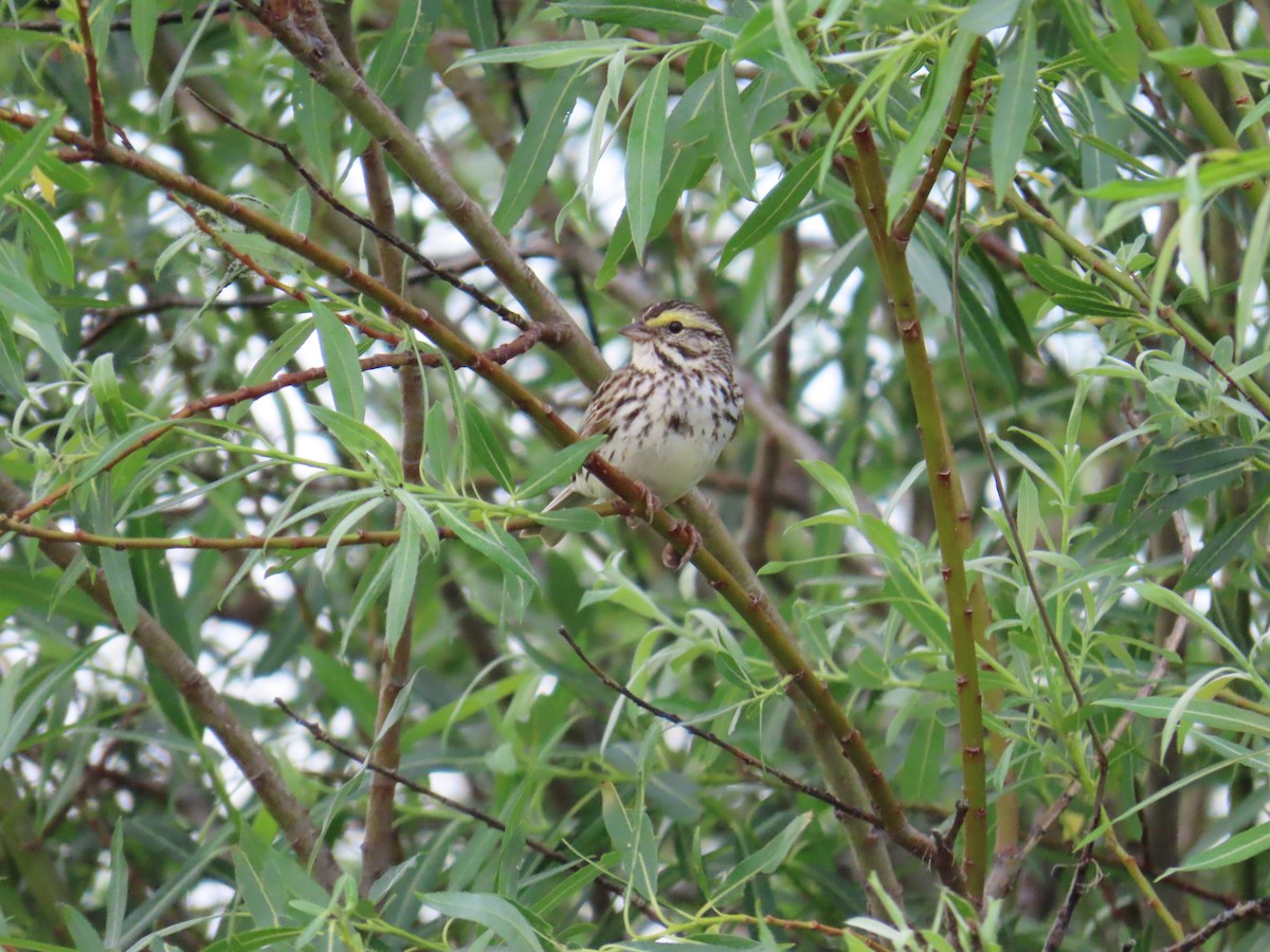 Savannah Sparrow - ML621211795