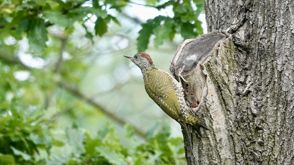 Eurasian Green Woodpecker - ML621211805