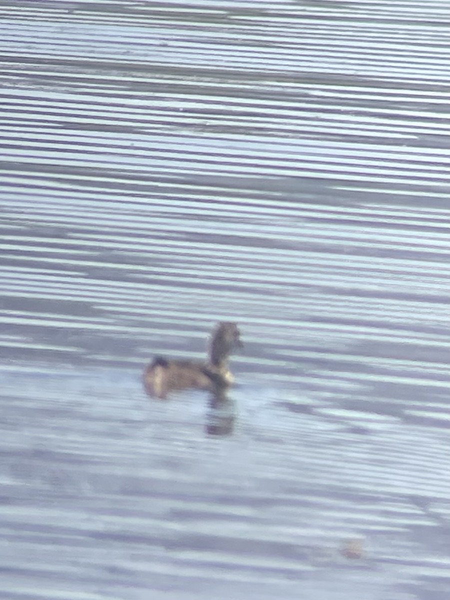 American Coot - ML621211814