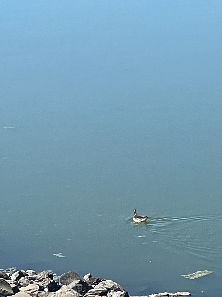 Falaropo di Wilson - ML621211891