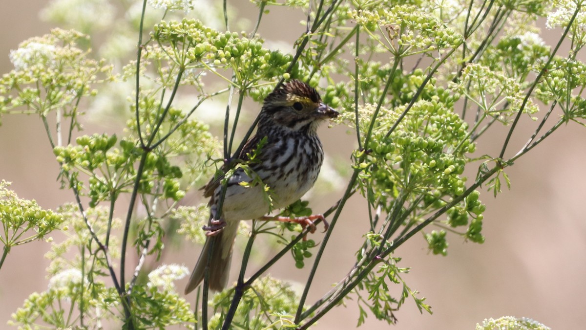 Savannah Sparrow - ML621211896