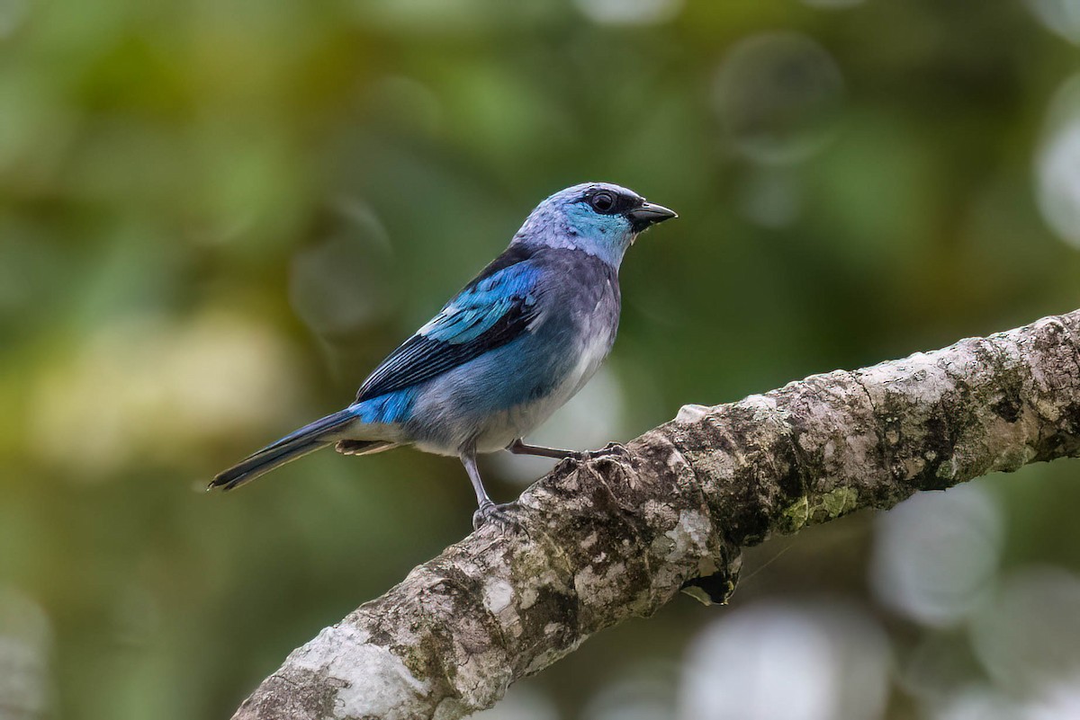 Masked Tanager - ML621211903