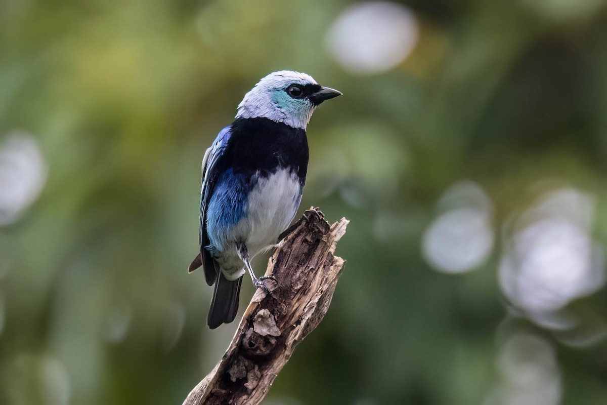 Masked Tanager - ML621211904