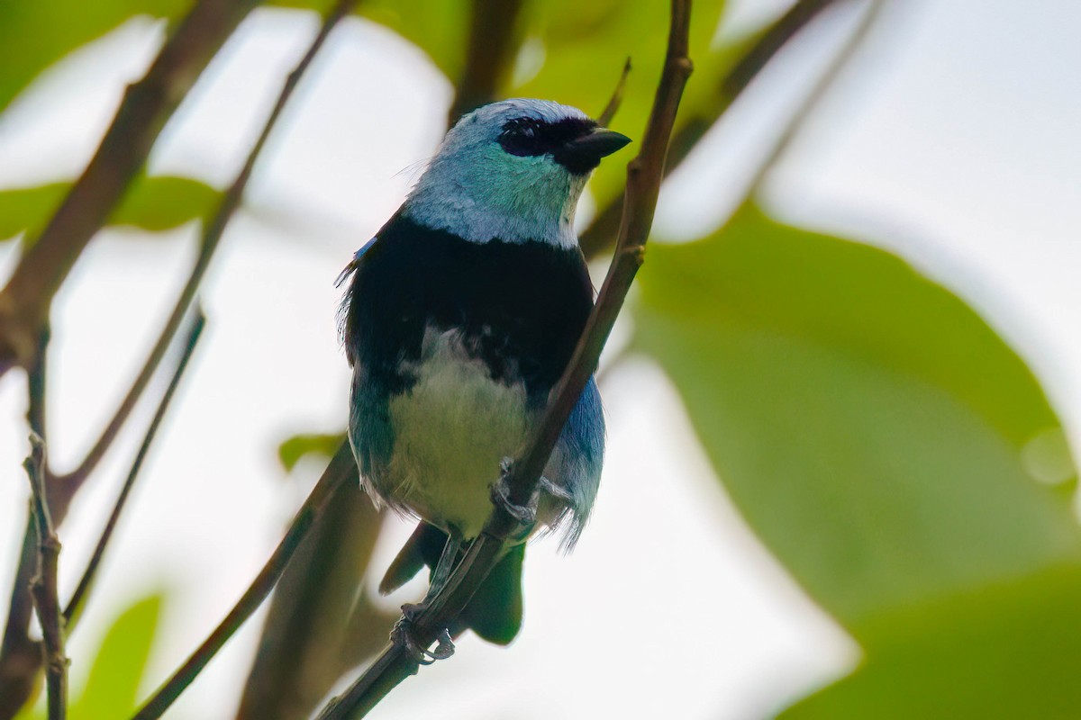 Masked Tanager - ML621211905