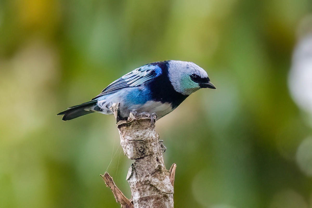 Masked Tanager - ML621211907