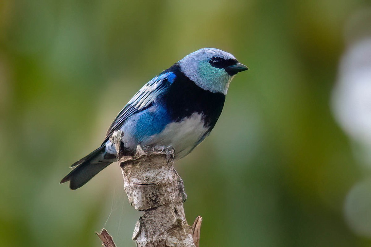 Masked Tanager - ML621211908