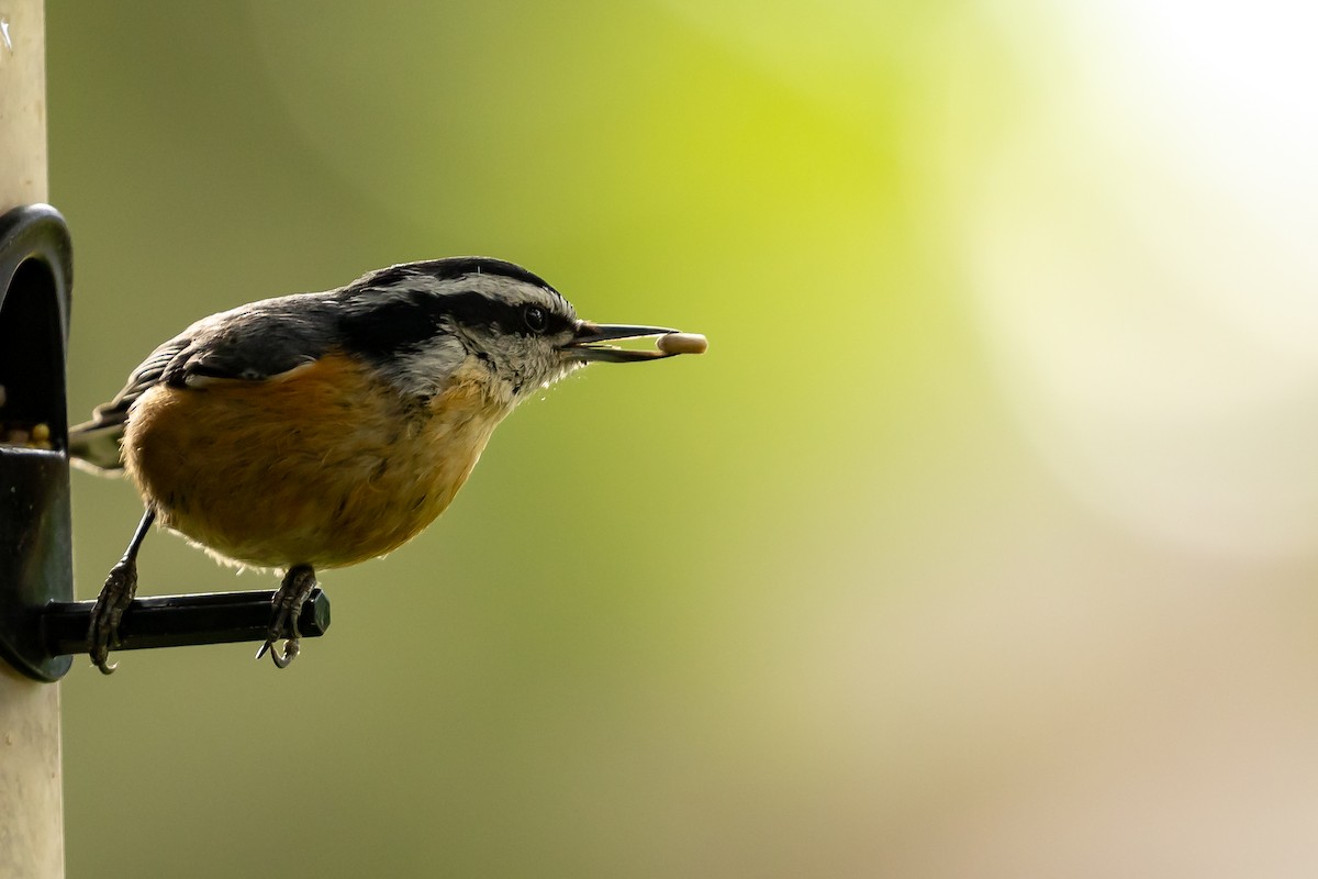 Red-breasted Nuthatch - ML621211909
