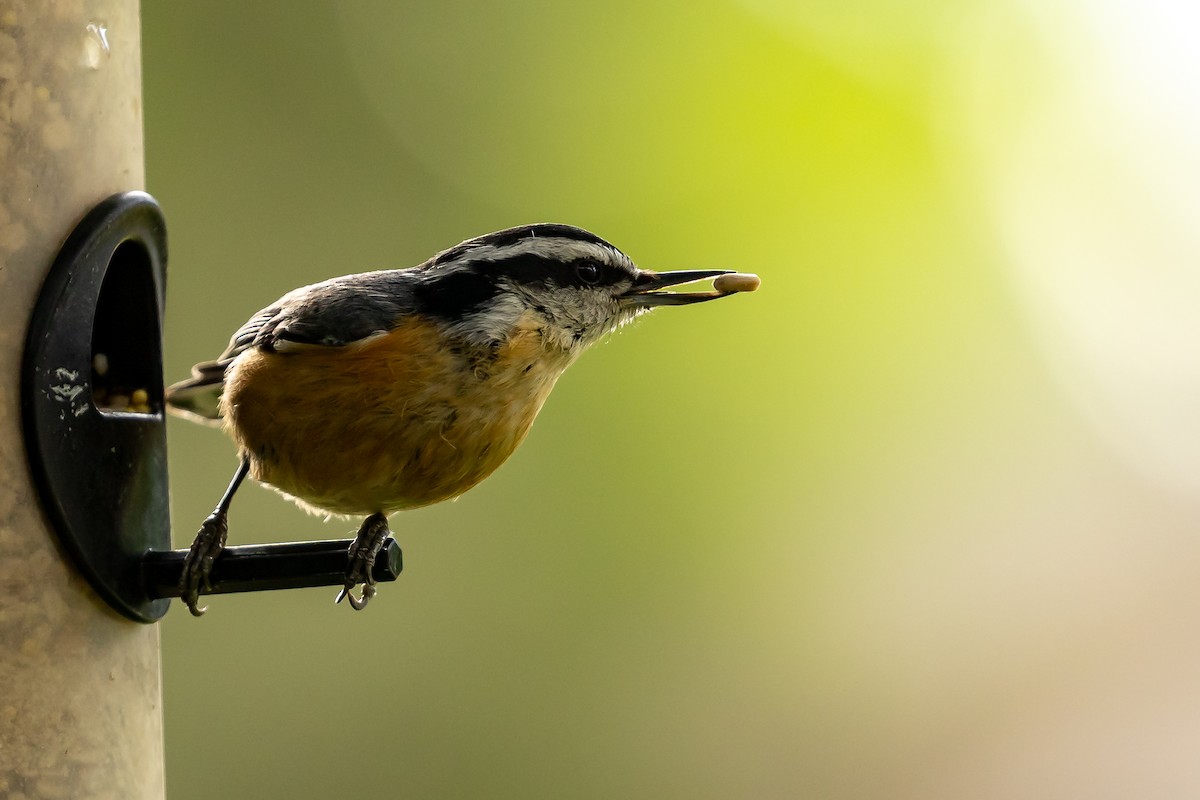 Red-breasted Nuthatch - ML621211910