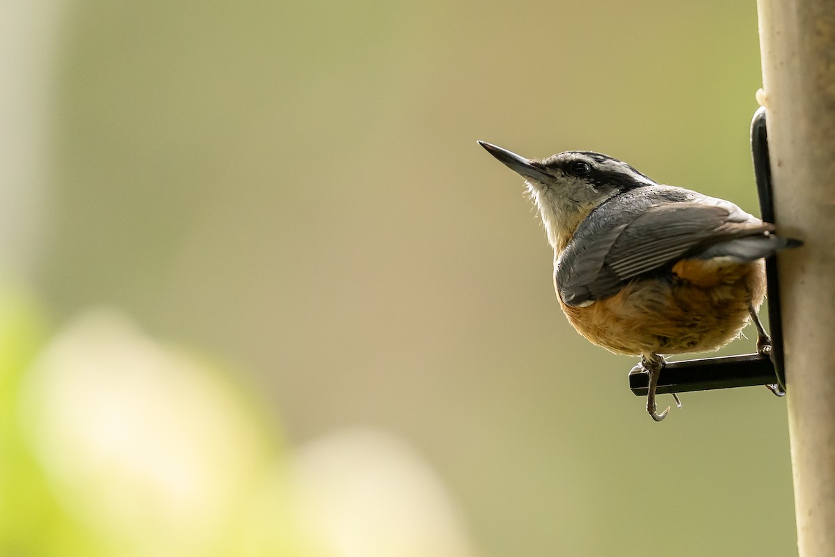 Red-breasted Nuthatch - ML621211911