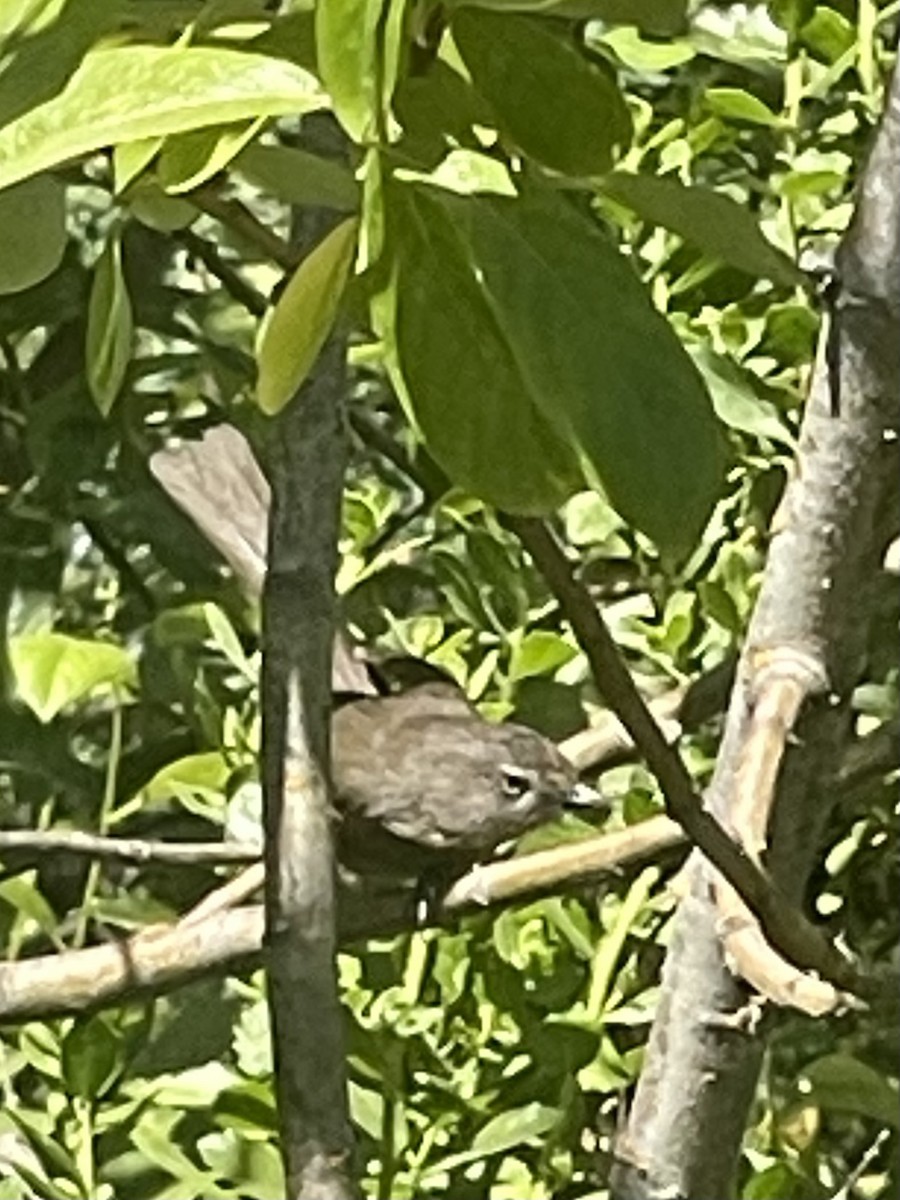 Wrentit - ML621211946