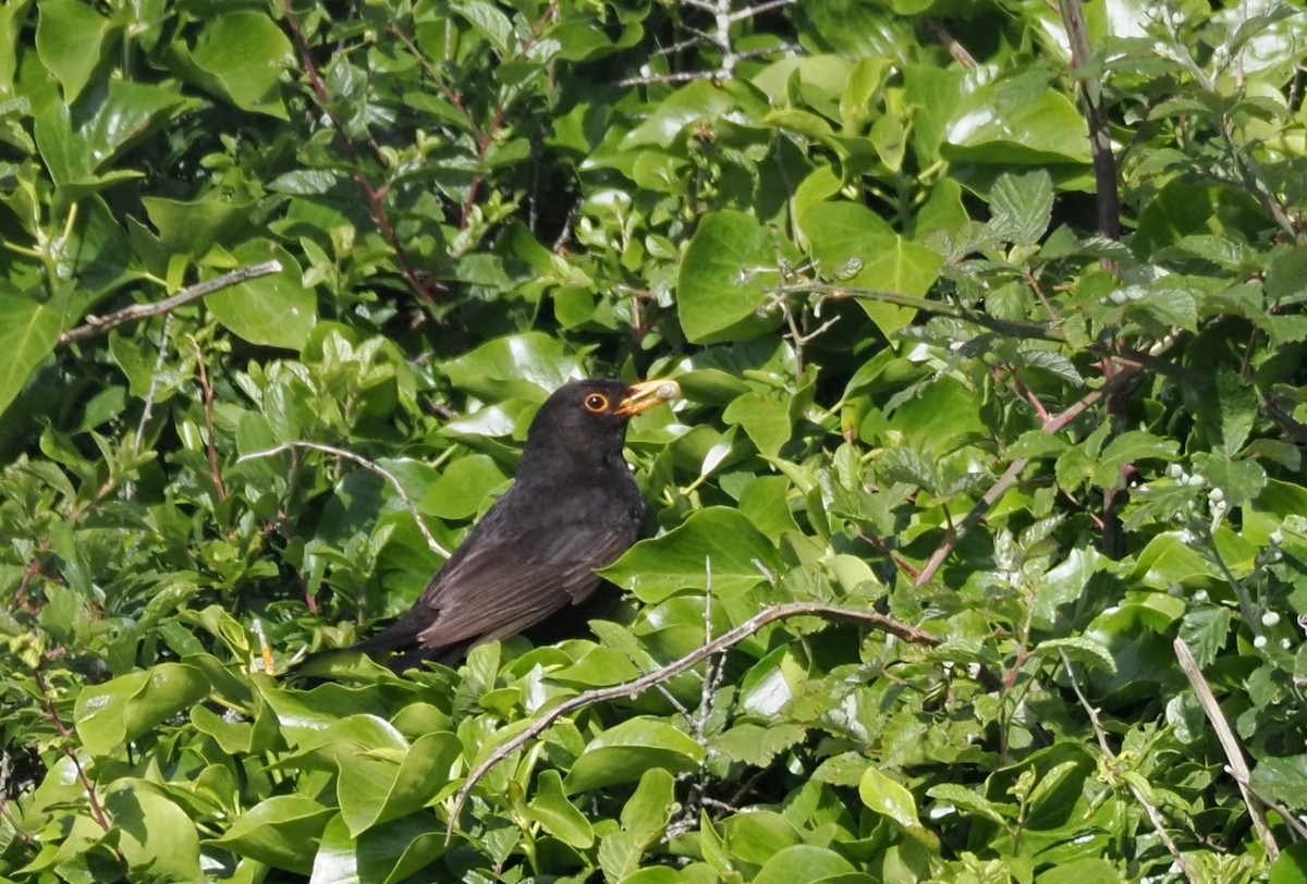 Eurasian Blackbird - ML621211959