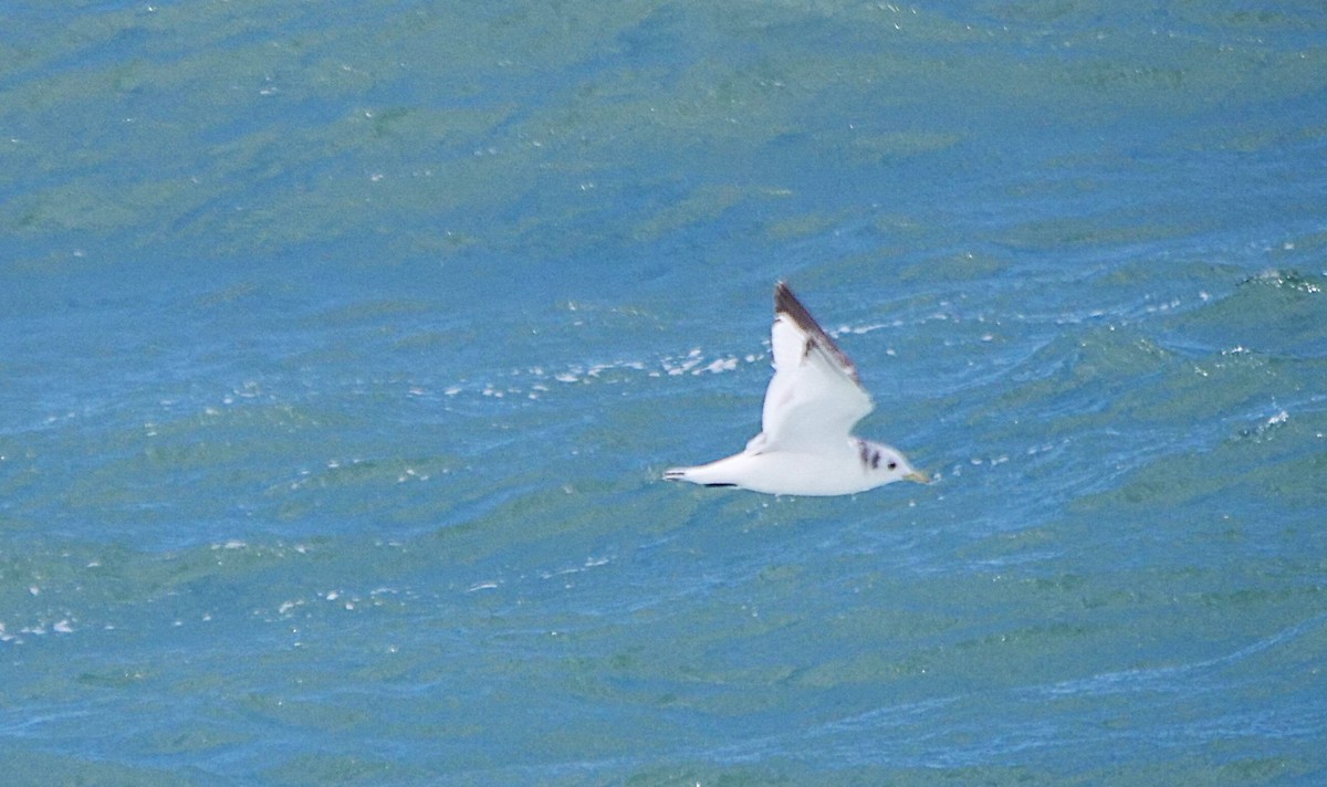Mouette tridactyle - ML621211967