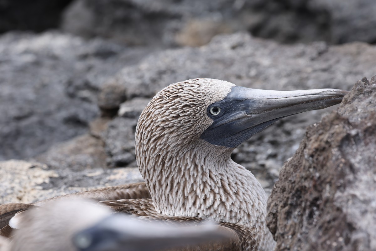Blue-footed Booby - ML621212021