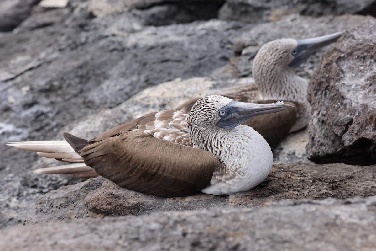 Blue-footed Booby - ML621212022