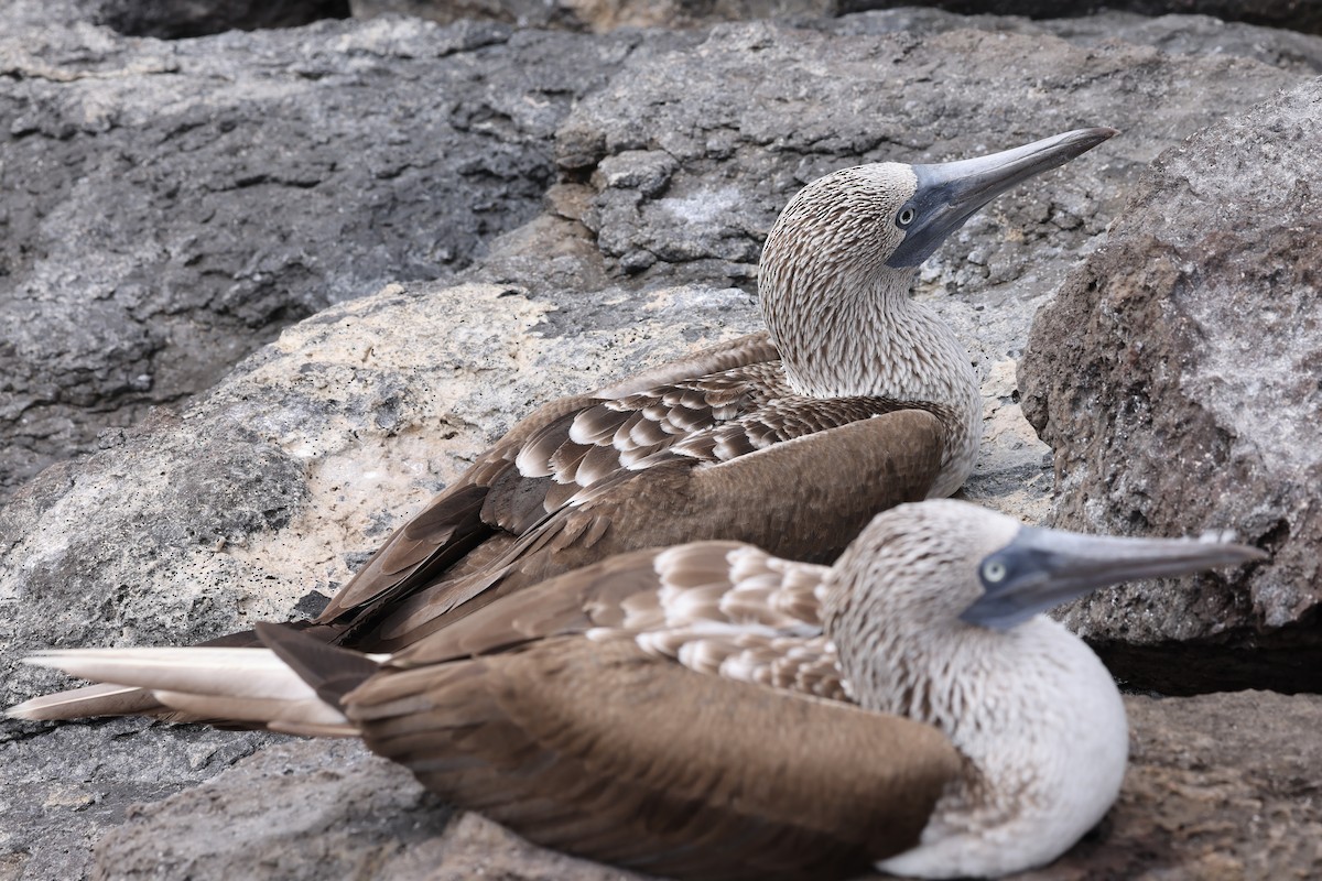Blue-footed Booby - ML621212023