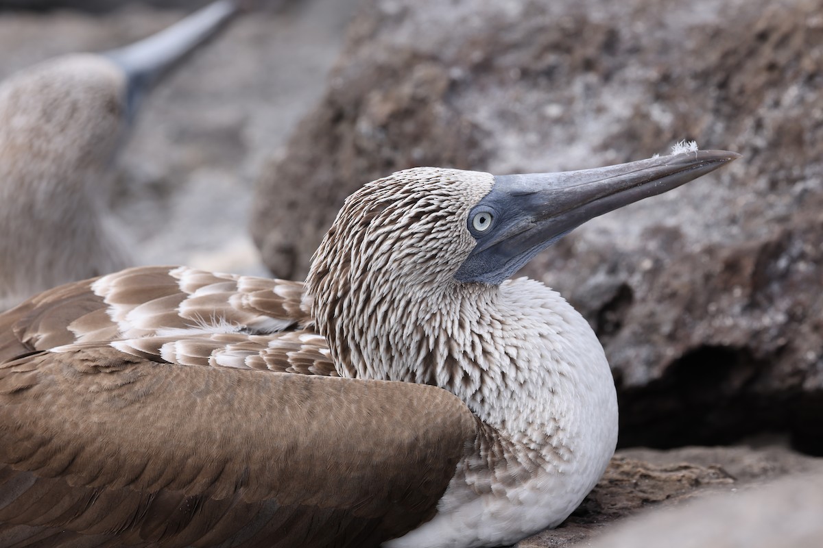 Blue-footed Booby - ML621212024